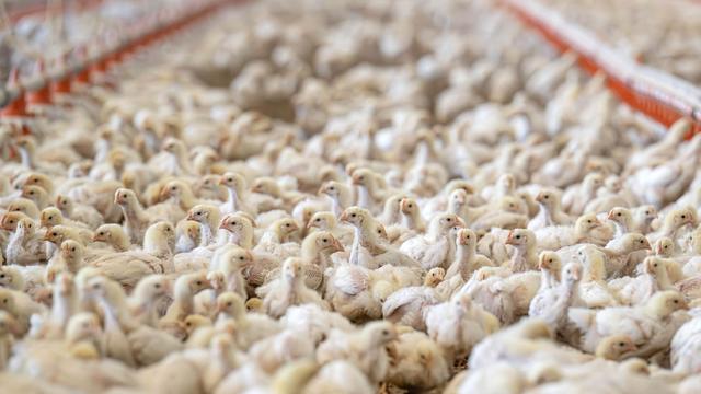 Schäden durch Hitze: Dreimal so viel totes Geflügel während Hitzewelle