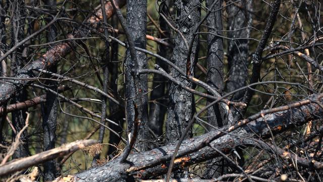 Trockenheit: Hohe Waldbrandgefahr in Sachsen-Anhalts Mitte
