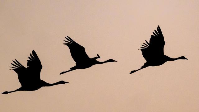 Tierseuche: Kraniche: Vogelgrippe-Effekt wegen Trockenheit teils unklar