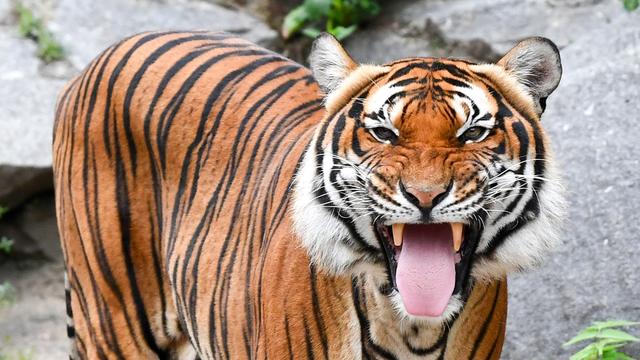 Ranger Dies After Suspected Tiger Attack in Thailand's UNESCO World Heritage Site