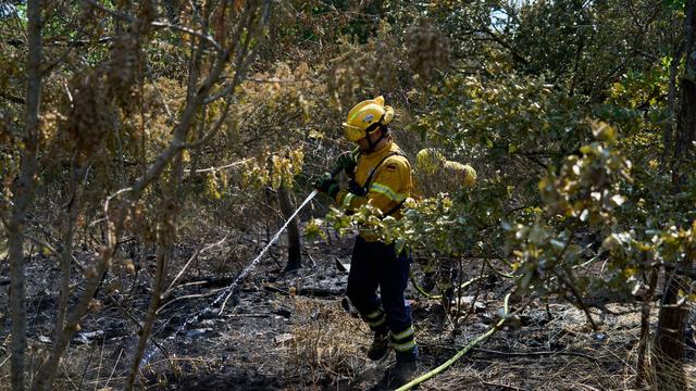 Brände: Waldbrände auf über 40 Hektar in Rheinland-Pfalz