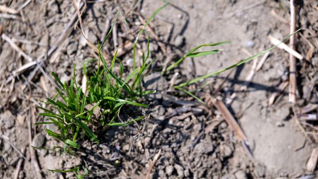 Landwirtschaft und Trockenheit: Bayern lockert wegen Dürre Regeln für Bio-Tierhaltung