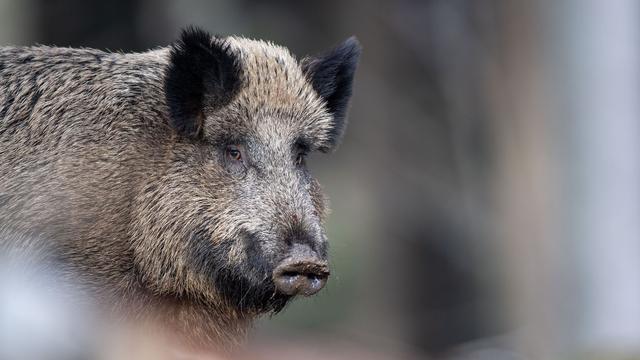 Wildstreckenstatistik: Deutlich mehr Schwarzwild in MV erlegt