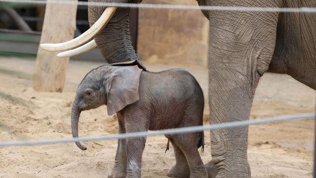 Geburt dauerte 14 Minuten: Erster Elefant im Zoo Magdeburg geboren