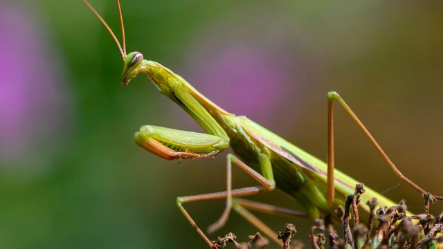 Insekten: Gottesanbeterin breitet sich in Berlin aus