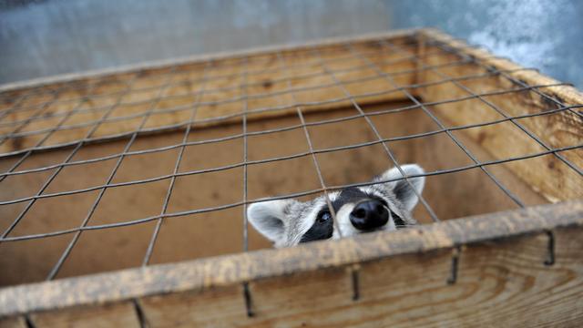 Nicht artgerecht gehalten: Landkreis Harz nimmt Verein 120 Tiere weg