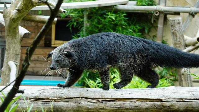 Erlebnis-Zoo Hannover: Seltene Bewohner im Zoo - Schleichkatzen mit Popcornduft