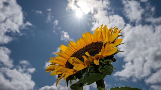 Wettervorhersage: Sonniges Wochenende - Einzelne Gewitter am Sonntag möglich