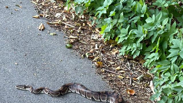 Tierisches: Spaziergänger findet Königspython am Kanalufer in Rendsburg