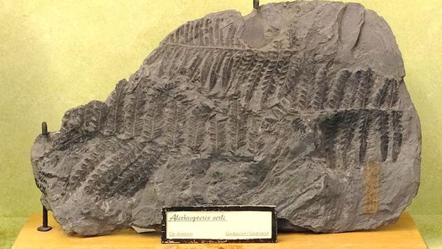 Unknown thieves steal fossils from 25 display cases in Bonn