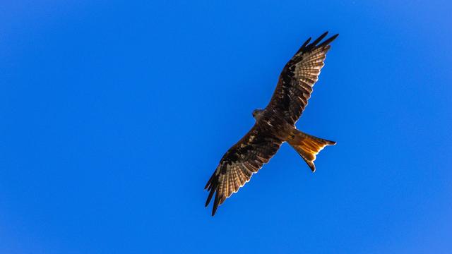 Geschützte Greifvögel: Vier Milane mit Giftköder getötet