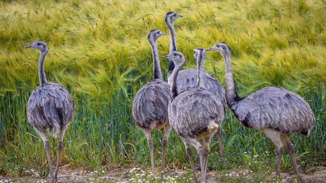 Nandu population plummets in northern Germany, hunting restricted