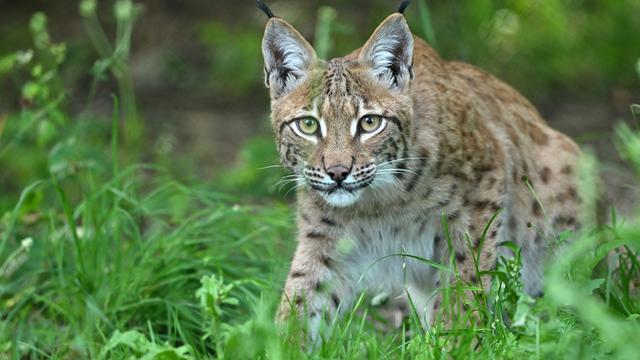 Suche im Ruhrgebiet: Aus Tierpark entlaufener Luchs erschossen