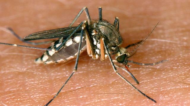 Infektionskrankheit: Mehr als 240 Fälle von West-Nil-Fieber in Europa