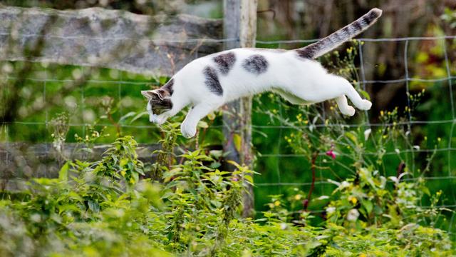 Zum Weltkatzentag: Tierschützer: Freigänger-Katzen sollten kastriert werden