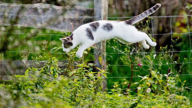 Zum Weltkatzentag: Tierärzte fordern eine Kastrationspflicht von Katzen, die frei herumlaufen dürfen. (Symbolbild)