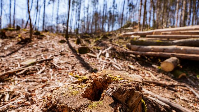 Bäume in Not: Was macht die Trockenheit mit den Wäldern?