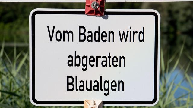 Sommerferien: Blaualgen an der Ostsee - Gesundheitsamt rät vom Baden ab