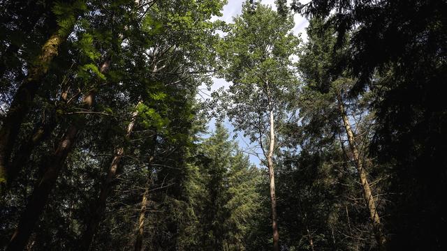 «Baum des Jahres»: Dieser Baum bereitet den Boden für neuen Wald im Harz