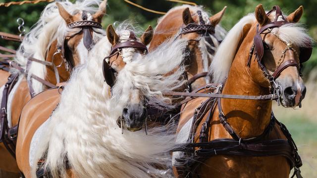 Pferdezucht: Haflinger-Zucht in Thüringen mit langer Tradition