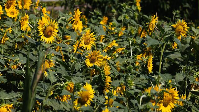 Wetter: Neue Hitzewelle erwartet – Gewitterrisiko bleibt hoch