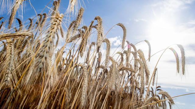 Wetter: Sommerwetter in Niedersachsen – Bis zu 33 Grad erwartet