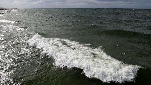 Walsichtung: Wal vor Polens Ostseeküste gesichtet