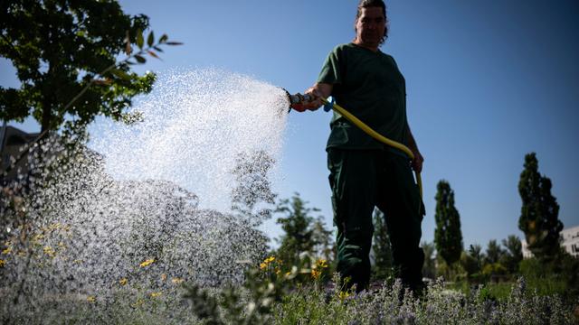 Verdorrte Parks: Wo Hessens Städte gießen – und wo nicht