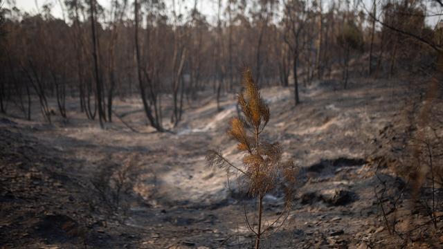 Feuer im Südwesten Spaniens: Großer Waldbrand in Andalusien breitet sich aus