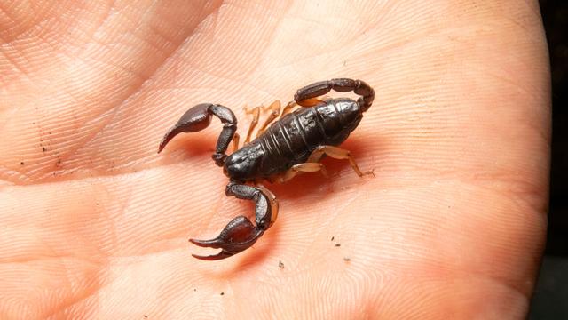 Herkunft unbekannt: Skorpion in Goslar entdeckt