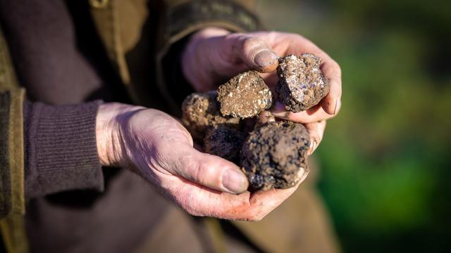 Trüffel: Trüffelplantagen in Thüringen sollen schneller Pilze liefern