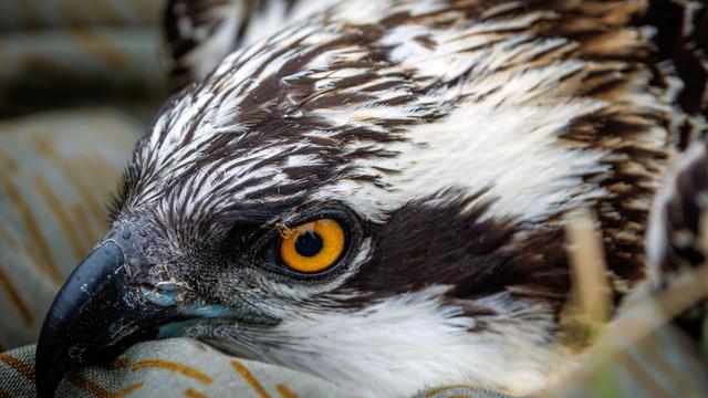 Jungvogel des Jahres 2024: Warum die Hoffnung auf mehr Fischadler-Nachwuchs wächst