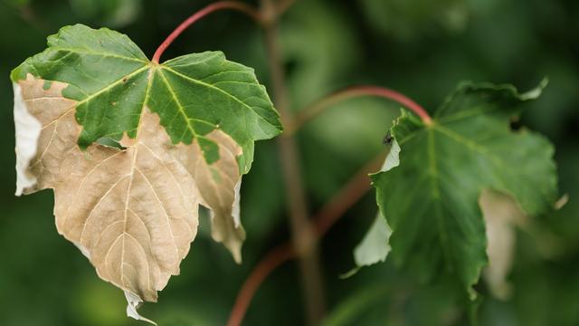 Herbst im Sommer: Was die anhaltende Trockenheit mit den Bäumen macht