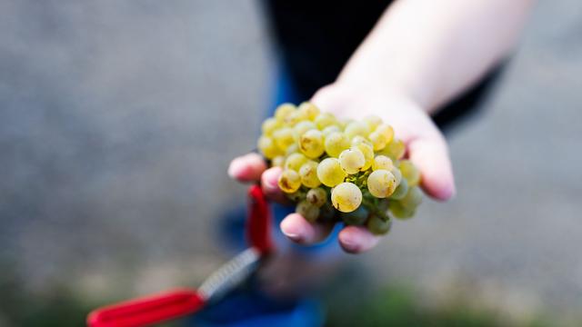 Weinbauverband informiert: Wo die Lese für den Federweißen im Südwesten begonnen hat