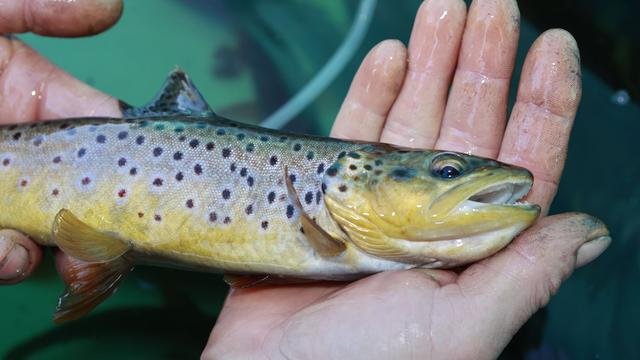 Hitzestress und Niedrigwasser: Bislang kein Fischesterben - doch kein Grund zur Entwarnung