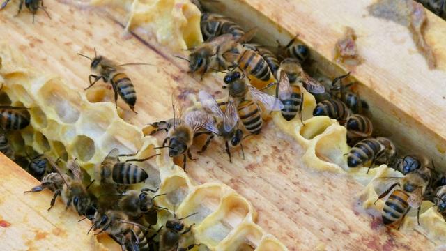 Krankheit bei Honigbienen: Faulbrut bei Bienen: Imker müssen Proben ihrer Völker nehmen