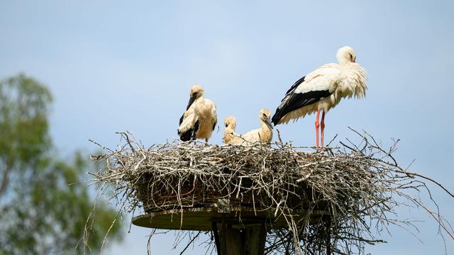 Storchenhochburg: Hamburgs Störche ziehen wieder in den Süden
