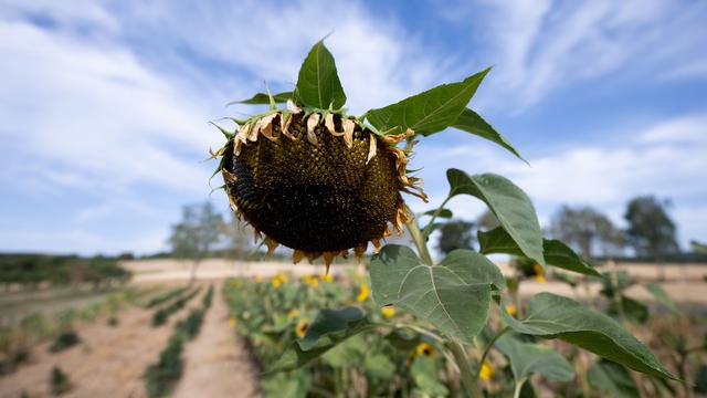 Wetter: Hessen erwartet bis zu 38 Grad am Freitag