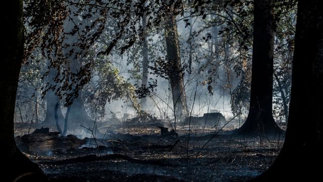 Waldbrand: Polizei geht in Rodenbach von Brandstiftung aus