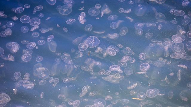 Nuklearkraft: Quallenplage bringt Atom-Reaktoren in Frankreich zum Halt