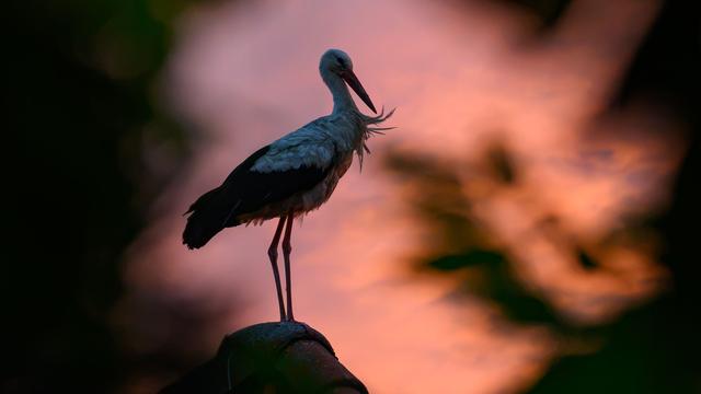 Tierschutz: Storch von Kirche geschossen - in Tierarztpraxis operiert