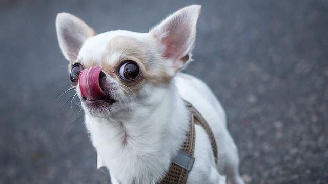 Auseinandersetzung um Hund: Streit um Chihuahua eskaliert – Drei Angeklagte in Kassel