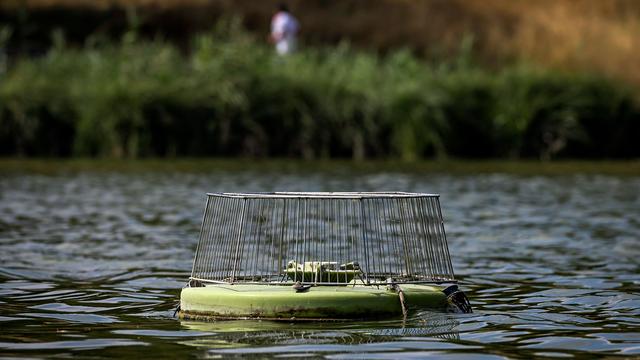 Fisch in Not: Wildfische am Limit – Forelle bald teurer im Handel?