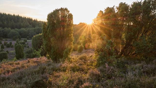 Regionales aus der Natur: Brennnesseln statt Chia: Kräuterwanderung zur Heideblüte