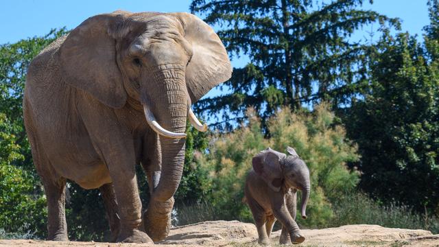 Erste Elefantengeburt im Zoo: Elefanten-Jungtier zeigt sich in der Außenanlage des Zoos