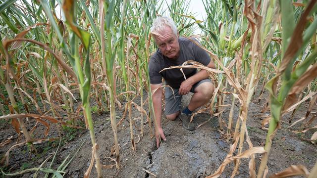 Folgen der Trockenheit: Riss im Feld und in der Existenz? Ein Bauer kämpft ums Vieh