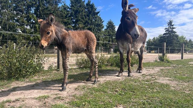 Tiere: Seltene Zebra-Kreuzung im Tiererlebnispark Müritz geboren