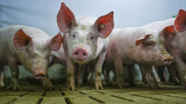 Niederbayern: Stall in Flammen – Hunderte Schweine tot