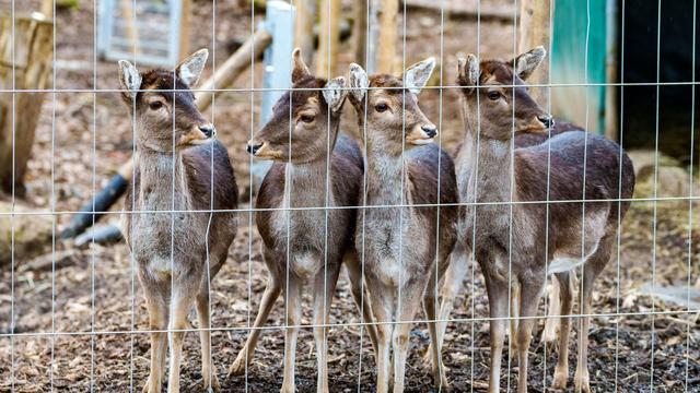 Tiere: Unbekannte durchschneiden Zaun von Wildtiergehege