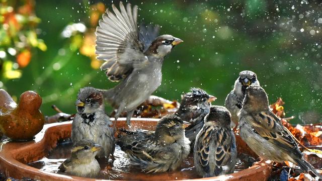 Tiere in der Hitze: Vögel brauchen bei Hitze menschlichen Beistand